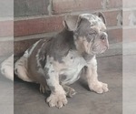 Small Bulldog
