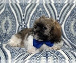 Small Photo #3 Lhasa-Poo Puppy For Sale in LAKELAND, FL, USA