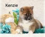 Small Photo #4 Shiba Inu Puppy For Sale in LOYAL, WI, USA