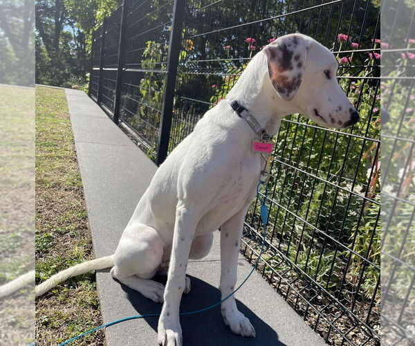 Medium Photo #7 Mutt Puppy For Sale in Boston, MA, USA