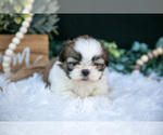 Small #2 Shih Tzu