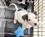 Small #6 American Pit Bull Terrier-Labrador Retriever Mix