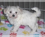 Small Photo #11 Maltese Puppy For Sale in ORO VALLEY, AZ, USA