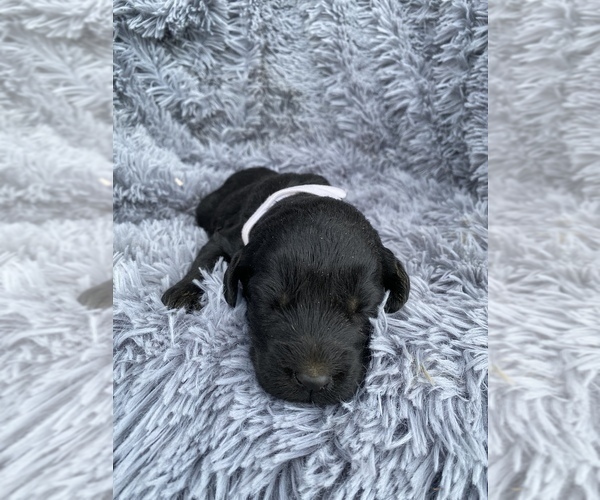 Medium Photo #2 Labradoodle Puppy For Sale in MADERA, CA, USA