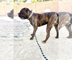 Bear - Male Mutt Dog for Adoption - Photo #2