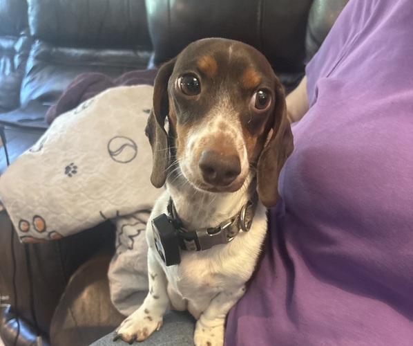 Medium Photo #1 Dachshund Puppy For Sale in COLORADO SPRINGS, CO, USA