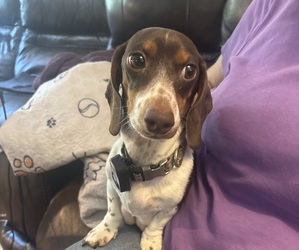 Mother of the Dachshund puppies born on 04/24/2025
