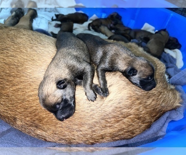 Medium Photo #11 Belgian Malinois Puppy For Sale in REESEVILLE, WI, USA