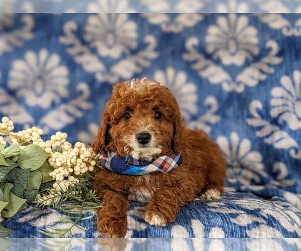 Medium Photo #5 Cavapoo Puppy For Sale in NEW PROVIDENCE, PA, USA