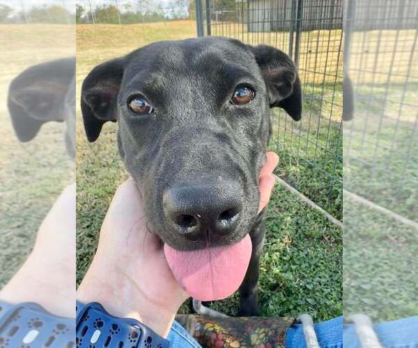 Medium Photo #3 Mutt Puppy For Sale in Abbeville, LA, USA