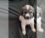 Puppy Mak Great Pyrenees