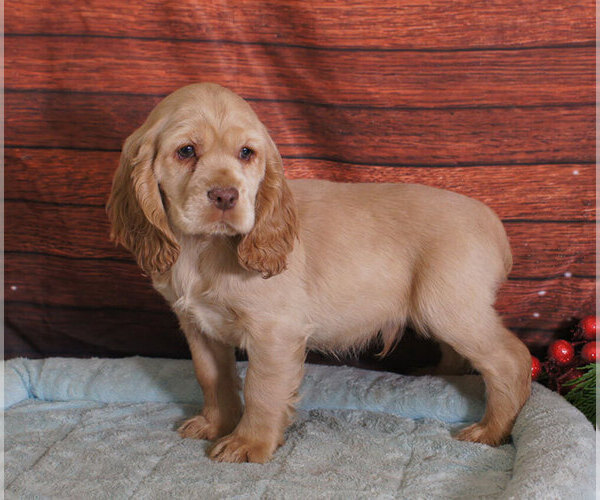 Medium Photo #1 Cocker Spaniel Puppy For Sale in PENNS CREEK, PA, USA