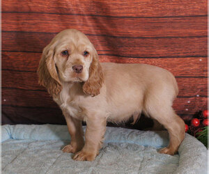Cocker Spaniel Puppy for sale in PENNS CREEK, PA, USA