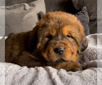 Puppy 4 Tibetan Mastiff