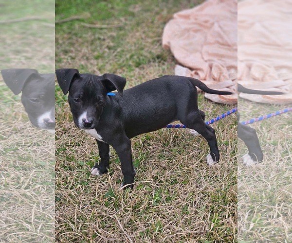 Medium Photo #5 Boston Huahua Puppy For Sale in Wakefield, RI, USA