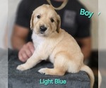 Puppy Light Blue Golden Irish