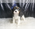 Small #5 Cavalier King Charles Spaniel