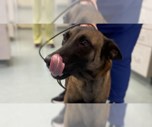 Mutt Dogs for adoption in Imlay City, MI, USA