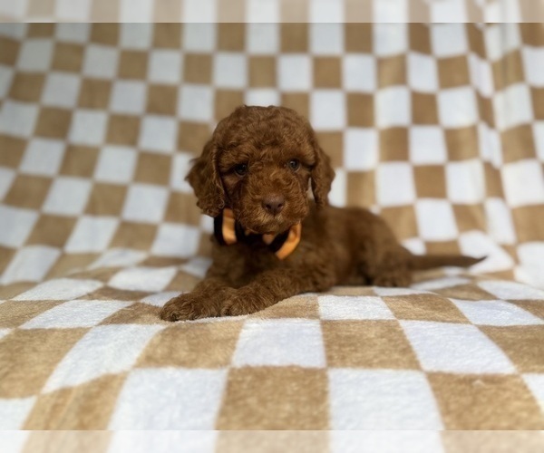 Medium Photo #6 Cockapoo (Miniature) Puppy For Sale in LAKELAND, FL, USA