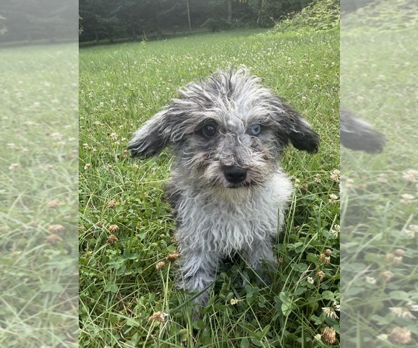 Medium Photo #35 Cavapoo (Miniature) Puppy For Sale in DURHAM, CT, USA