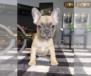French Bulldog Puppy for sale in FRANKLIN, IN, USA