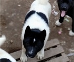 Small Photo #8 Akita Puppy For Sale in LIVINGSTON, MT, USA