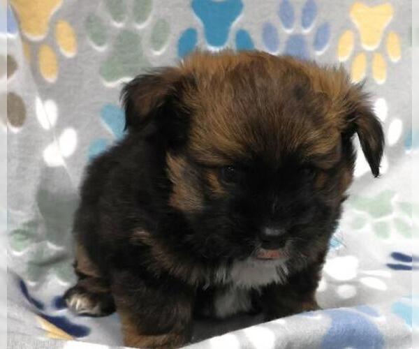 Medium Photo #1 Shih Tzu-Unknown Mix Puppy For Sale in Thief River Falls, MN, USA