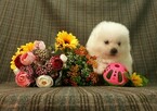 Small Photo #3 Japanese Spitz Puppy For Sale in LOS ANGELES, CA, USA