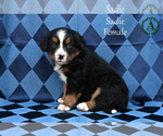 Small Photo #43 Bernese Mountain Dog Puppy For Sale in HARRISONBURG, VA, USA