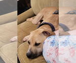 Small #10 American Pit Bull Terrier Mix