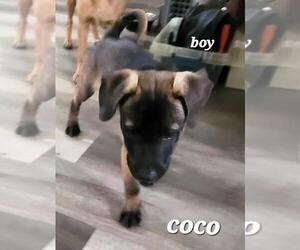 Mutt Dogs for adoption in Rootstown, OH, USA