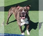 Small #1 American Pit Bull Terrier-Labrador Retriever Mix
