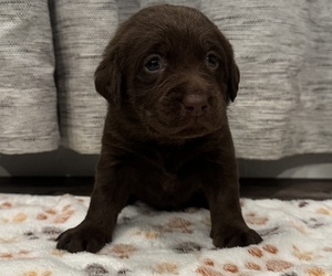 Medium Labrador Retriever