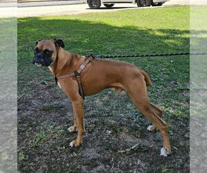 Boxer Dogs for adoption in Vail, AZ, USA