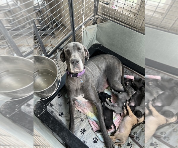 Medium Photo #1 Great Dane Puppy For Sale in AMARILLO, TX, USA