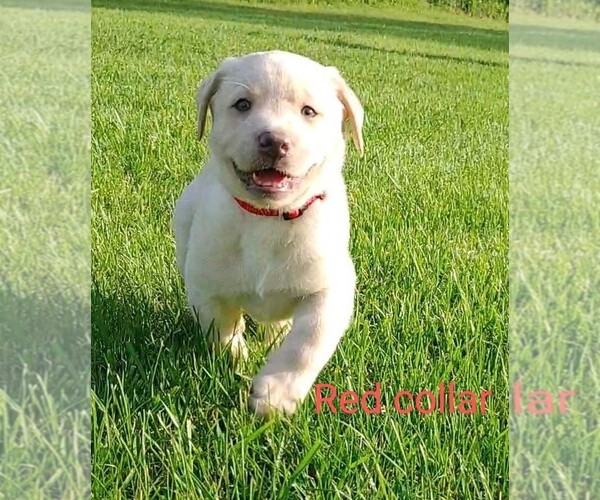 Medium Photo #4 Labrador Retriever Puppy For Sale in POTSDAM, NY, USA
