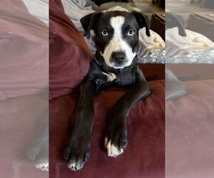 Labrador Retriever-Siberian Husky Mix Dogs for adoption in Clarkston, MI, USA