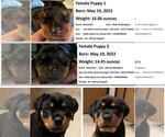 Small Photo #1 Rottweiler Puppy For Sale in SAN FRANCISCO, CA, USA