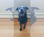 Small #4 Rottweiler Mix