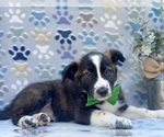 Small Photo #2 Border Collie Puppy For Sale in LANCASTER, PA, USA