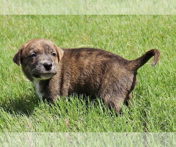 Medium Photo #1 American Staffordshire Terrier-Labrador Retriever Mix Puppy For Sale in Atlanta, GA, USA