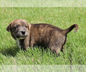 American Staffordshire Terrier-Labrador Retriever Mix Dogs for adoption in Atlanta, GA, USA