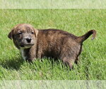 Small American Staffordshire Terrier-Labrador Retriever Mix