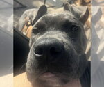 Small Photo #3 American Staffordshire Terrier-Boxer Mix Puppy For Sale in Princeton, MN, USA