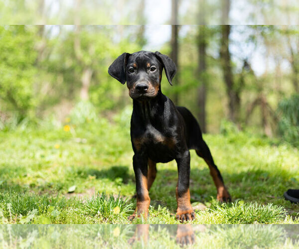 Medium Photo #1 Rotterman Puppy For Sale in BRISTOL, IN, USA