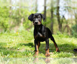 Small Photo #1 Rotterman Puppy For Sale in BRISTOL, IN, USA