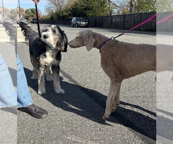 Medium Photo #4 Poodle (Standard) Puppy For Sale in Brooklyn, NY, USA