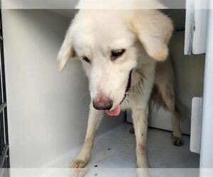 Great Pyrenees Dogs for adoption in Houston, TX, USA