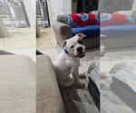 Small Olde Bulldog
