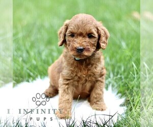 Goldendoodle Puppy for sale in NEW HOLLAND, PA, USA